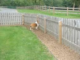 Acadia Shelties Yard Solutions To Muddy Dogs Modern Design 2020 Bahce Citleri Arka Bahce Peyzaj Duzenlemesi Arka Bahceler