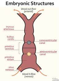 Heart development (also known as cardiogenesis) refers to the prenatal development of the heart. Cardiac Development Embryology Medbullets Step 1