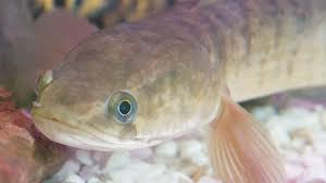 He is grandson of otávio gabus mendes, son of the telenovelas author cassiano gabus mendes, nephew of the actor luís gustavo and brother of the also actor cássio gabus mendes. Ikan Gabus Predator Buas Pencegah Penyakit Kanker Greeners Co