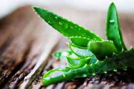 Aloe Vera Nin Faydalari Cilde Sifasi Kabizlik Ve Bagisiklik Sistemi Aloe Dogal Bitki