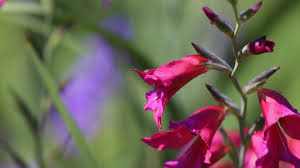 Image result for Gladiolus pretoriensis