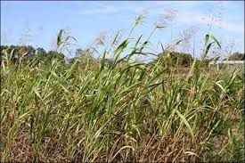 We did not find results for: Johnsongrass