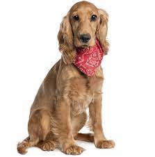 Spanador Dog Breed Information And Pictures Petguide