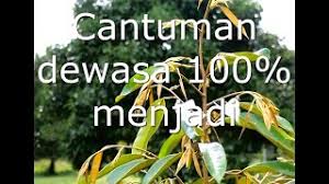 Di malaysia, cara yang biasa digunakan ialah dengan menyediakan anak pokok didalam polibeg yang seterusnya dicantum dan dibesarkan sehingga mencapai spesifikasi yang ditetapkan (malaysian standard). Sambung Sisip Durian