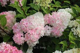 Image result for hydrangea paniculata vanille fraise