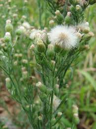 Image result for Eschenbachia gouanii