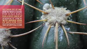 Reinfection is very common with nematodes. How To Treat A Cactus For Scale Bugs Youtube
