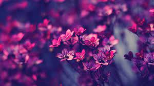 We did not find results for: Purple Flowers Flowers Red Dark Hd Wallpaper Wallpaper Flare