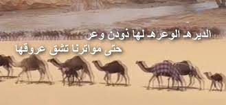 قصائد مدح مزايين البل قصائد في مزايين الإبل أجمل ما قيل بالنوق الإبداع الفضائي