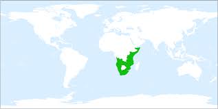 Image result for Ottelia exserta