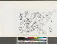 Image result for Psychotria vogeliana