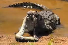 Image result for crocodile