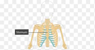 Anatomy of rib cage and sternum. Sternum Png Images Pngegg