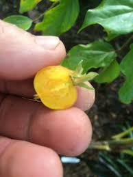 Image result for Dovyalis lucida