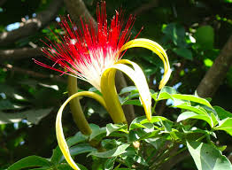 Image result for Pachira