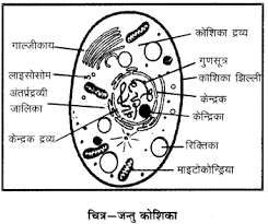 Relevant in certain types of animal cells in particular things like heart cells where because of gap. Plant Cell Image In Hindi Gardening Mania