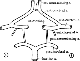 It is named after the english anatomist t. Aneurysms Of The Anterior Communicating Artery And Gross Anomalies Of The Circle Of Willis In Journal Of Neurosurgery Volume 25 Issue 1 1966