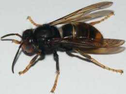 É no distrito do porto que mais casos se. Vespa Asiatica Camara Municipal De Penafiel