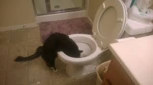 Check spelling or type a new query. Cat Drinking Out Of Toilet Cat Drinking Cats Decor