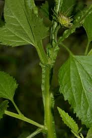 Image result for Calostephane divaricata