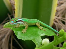 The government employees insurance company is an american auto insurance company with headquarters in chevy chase, maryland. Refuges For The Manapany Ornate Day Gecko A Participatory Conservation Initiative To Preserve An Endangered Species In An Urban Environment Fondation Ensemble