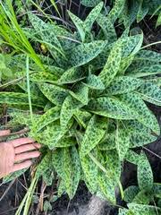 Image result for Drimiopsis barteri