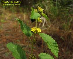 Image result for Waltheria indica