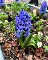 Image result for Hyacinthaceae