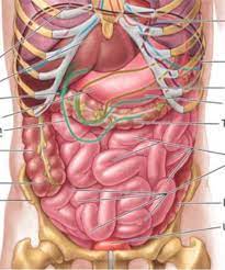 Maybe you would like to learn more about one of these? Abdominal Anatomy Anterior View Diagram Quizlet