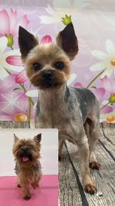 Image result for yorkshire haircut