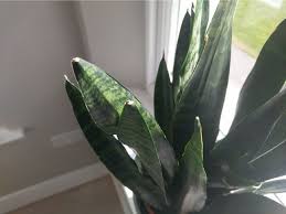 But the snake plant's winning feature? Why Does My Snake Plant Have Brown Tips Smart Garden Guide