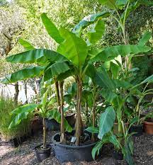 Wir liefern die übersicht im gartenkalender überwinterung des tropischen bananenbaums den winter kann die tropische bananenpalme keinesfalls draußen verbringen. Musa Basjoo Japanische Faserbanane