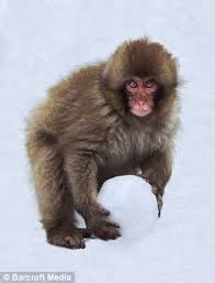 What, exactly, is an arctic monkey? The Arctic Monkeys That Have Learned How To Make Snowballs Daily Mail Online