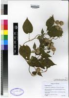 Image result for Tragia brevipes