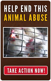 Please Repin This And Call Out The Mcdonald S Corporation To End Its Use Of Eggs From Hens Confined In Ba Animal Abuse Stop Animal Cruelty Inspirational People