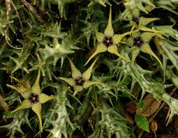 Image result for Orbea caudata