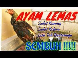 Mengobati Ayam Pucat Sakit Kuning Lemas Berak Hijau Putih Kolera Youtube Ayam Kuning