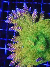 Image result for Cremaspora triflora