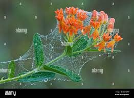 Image result for Asclepias adscendens