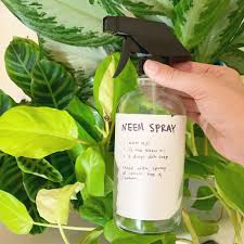Your bug problem is worrying, should sorted that out before starting. I Ve Come To Sort Of Like The Smell Of Neem Oil It Makes Me Feel Safe Probably Bc I Associate It With The Satisfied Feeling Of My Plants Being Thrip Free And