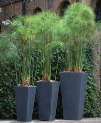 Check spelling or type a new query. Bowery Planter Potted Plants Outdoor Modern Planters Outdoor Tall Outdoor Planters