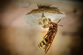 Dealey Pest Academy- Why You Shouldnt Freak Out If You See A Queen Wasp.  And Why You Definitely Shouldnt Kill Her. | Blog | Dealey Pest Control