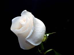 Desktop Wallpaper Gallery Nature Gift White Roses White Rose Flower White Roses Beautiful Roses