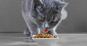 My perfect pet® blends are prepared in our very own kitchen and are packaged in individual bars for the perfect serving size! 10 Low Phosphorus Cat Food Updated 2018 Pawsome Kitty