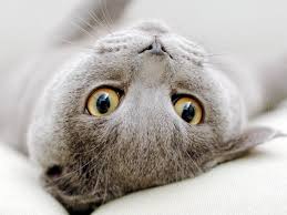 Kedi Nasil Yikanir