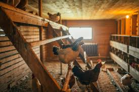 Poultry Breeds | Tractor Supply Co.