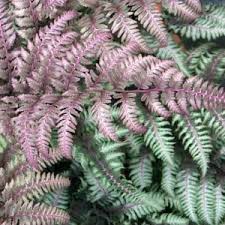 Image result for Athyrium newtonii