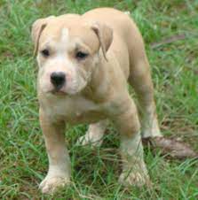 American Pitbull Terrier Puppies American Pitbull Terrier Pitbull Terrier Puppies Pitbull Terrier