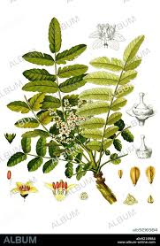 Image result for Burseraceae
