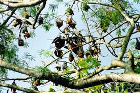 Kết quả hình ảnh cho chùa dơi
